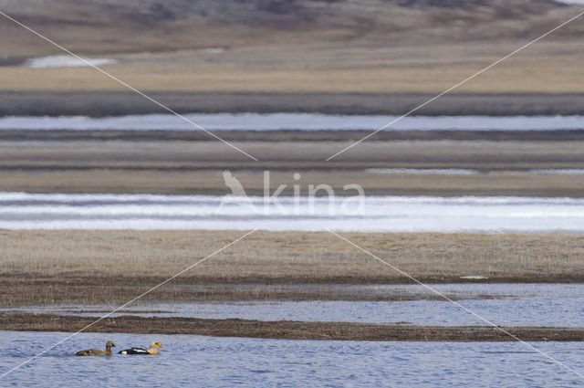 King Eider (Somateria spectabilis)