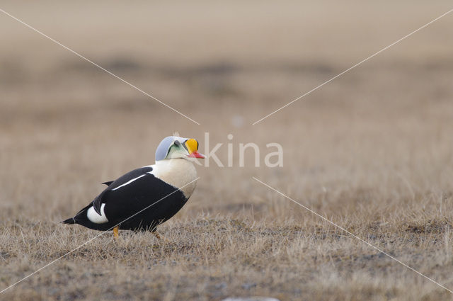 King Eider (Somateria spectabilis)