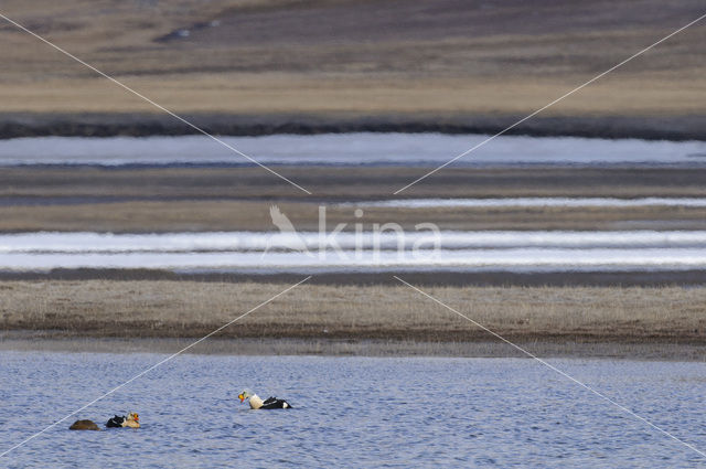 King Eider (Somateria spectabilis)