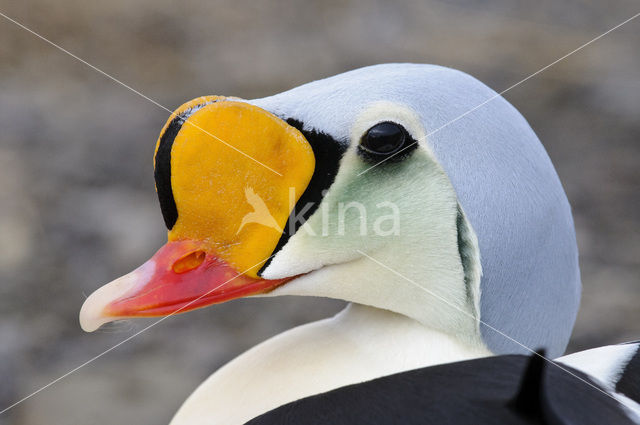 King Eider (Somateria spectabilis)