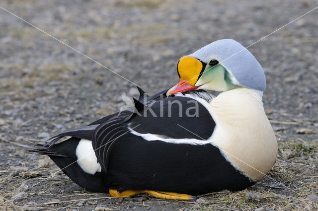 King Eider (Somateria spectabilis)