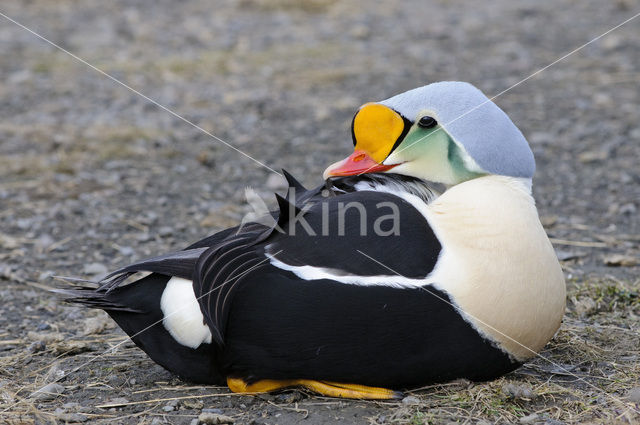 King Eider (Somateria spectabilis)