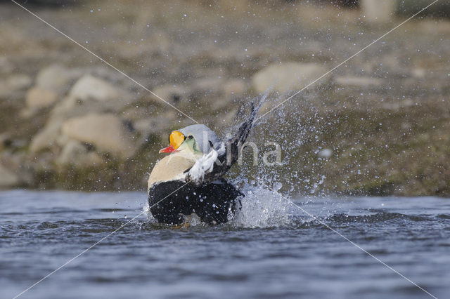 King Eider (Somateria spectabilis)