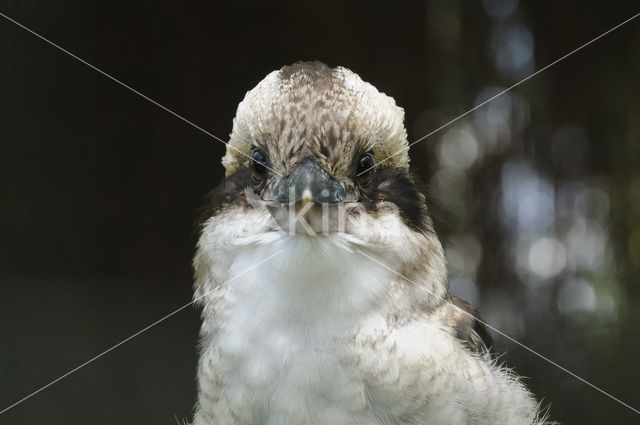 Laughing kookaburra (Dacelo novaeguineae)