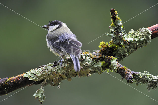 Koolmees (Parus major)