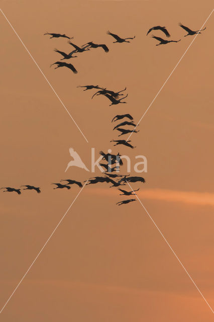 Common Crane (Grus grus)