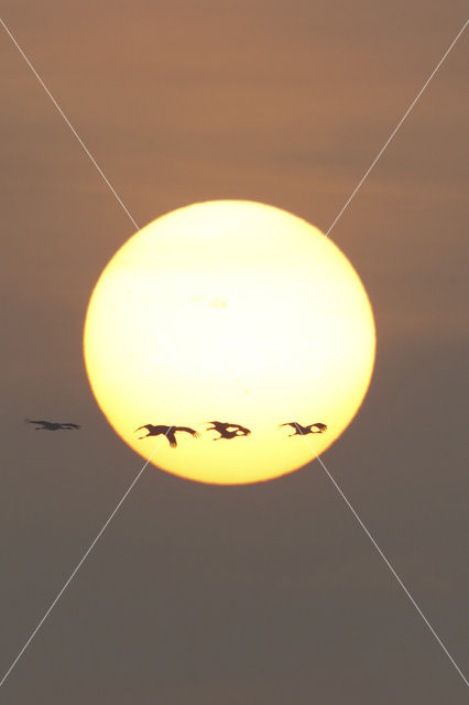 Common Crane (Grus grus)