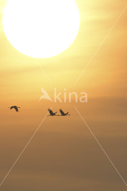 Common Crane (Grus grus)