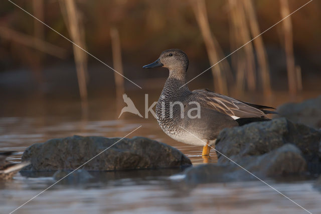 Krakeend (Anas strepera)