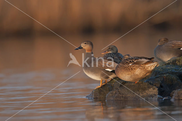 Gadwall (Anas strepera)