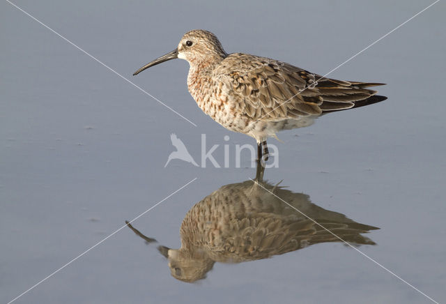 Krombekstrandloper (Calidris ferruginea)