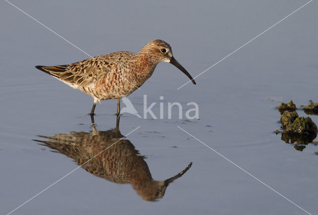 Krombekstrandloper (Calidris ferruginea)