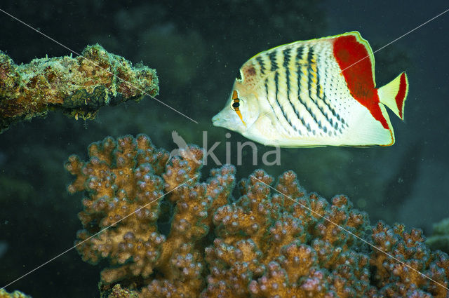 Eritrean butterflyfish (Chaetodon paucifasciatus)