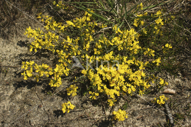 Kruipbrem (Genista pilosa)