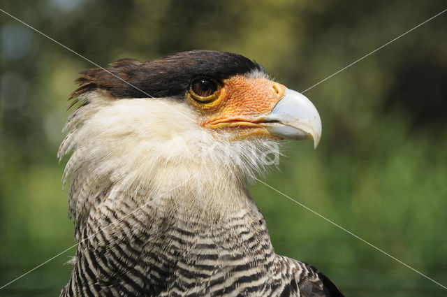 Crested caracara (Caracara plancus)