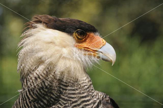 Crested caracara (Caracara plancus)