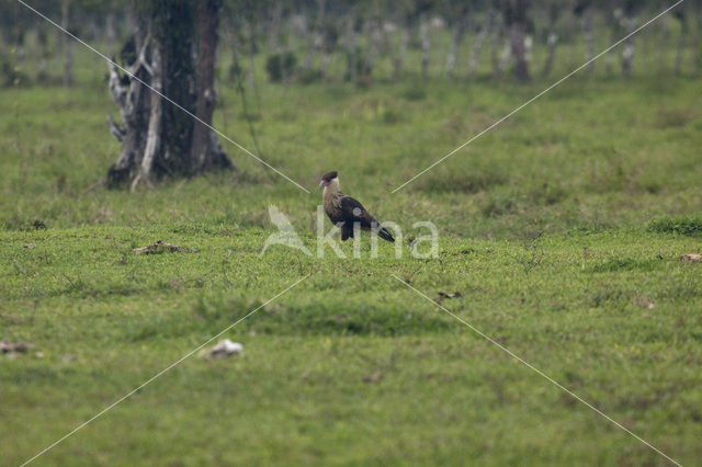 Crested caracara (Caracara plancus)