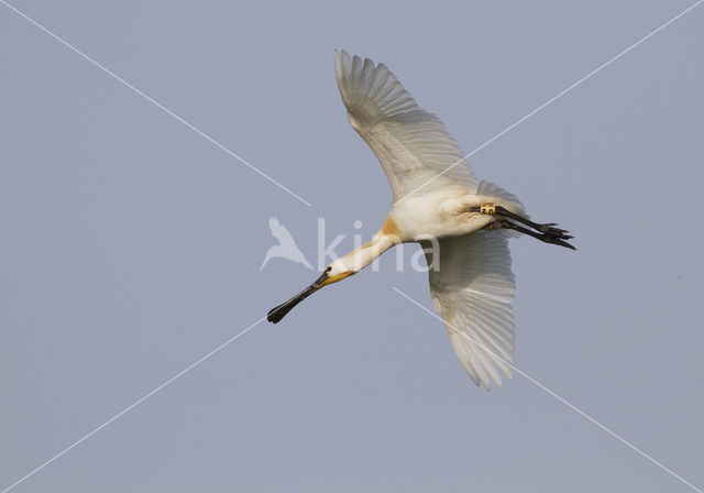 Lepelaar (Platalea leucorodia)