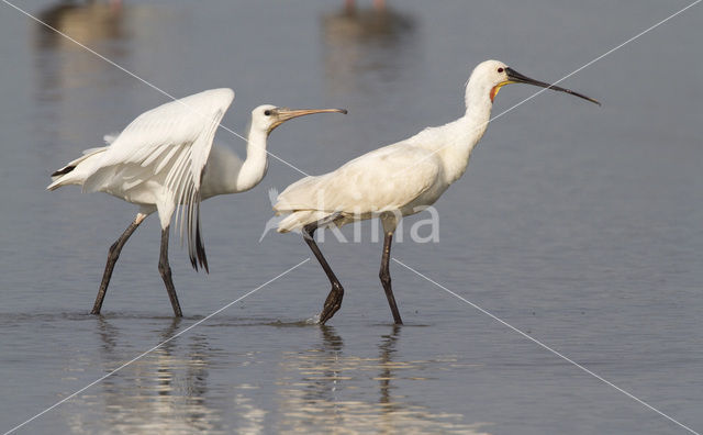 Lepelaar (Platalea leucorodia)