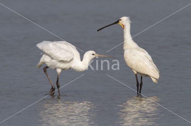 Eurasian Spoonbill (Platalea leucorodia)