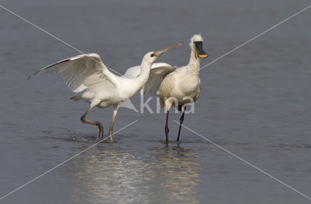 Lepelaar (Platalea leucorodia)