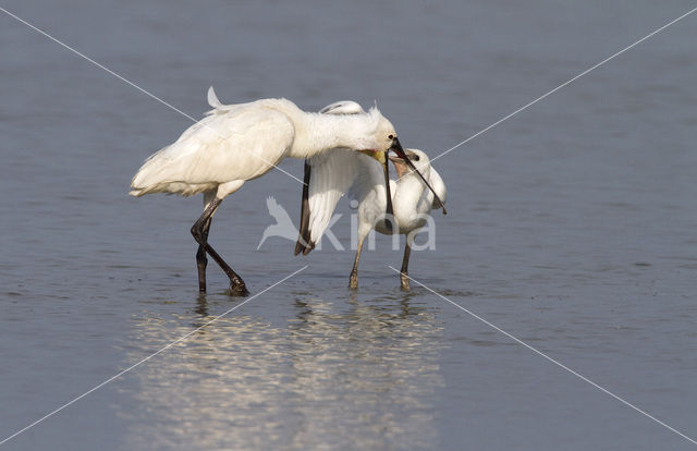 Lepelaar (Platalea leucorodia)