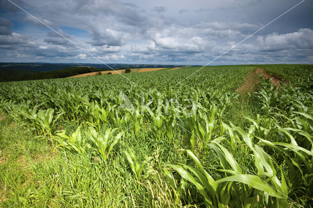 Mais (Zea mays)