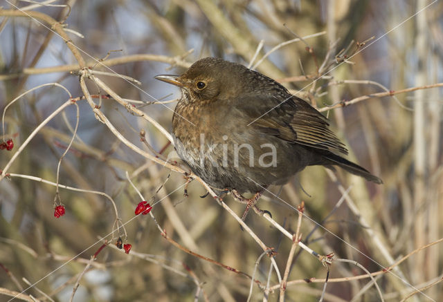 Merel (Turdus merula)