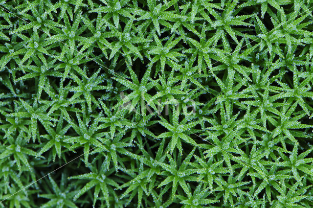 Moss