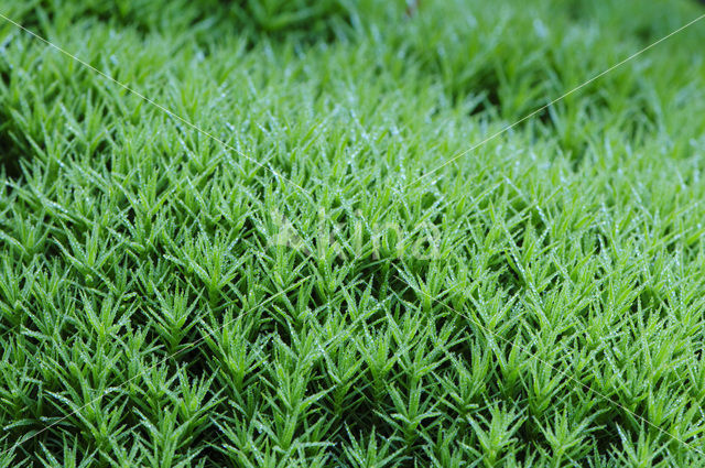 Moss