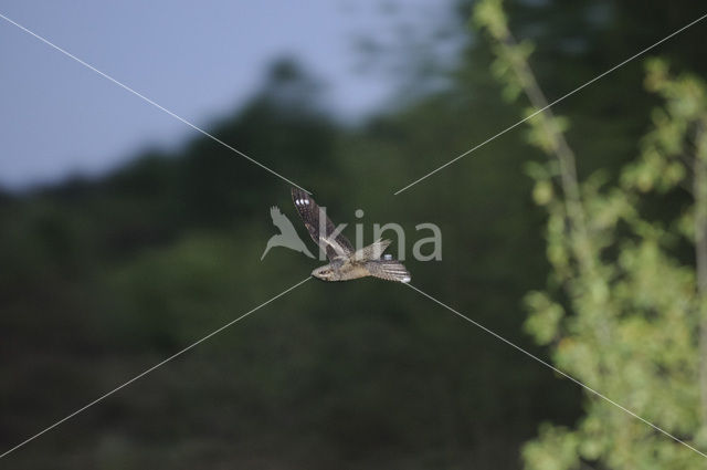 European Nightjar (Caprimulgus europaeus)