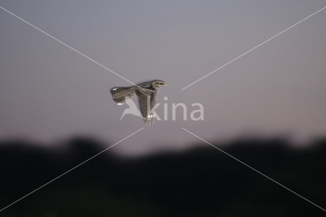 European Nightjar (Caprimulgus europaeus)