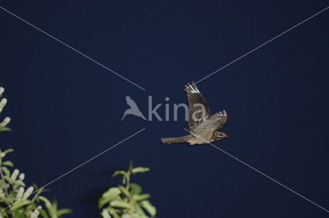 European Nightjar (Caprimulgus europaeus)