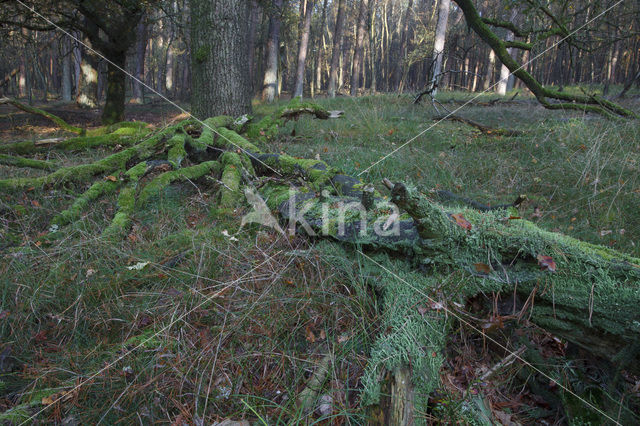 Nationaal Park Veluwezoom