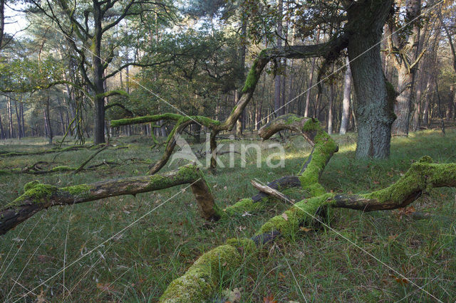 Nationaal Park Veluwezoom