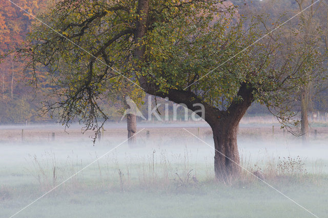 Lower Rhine