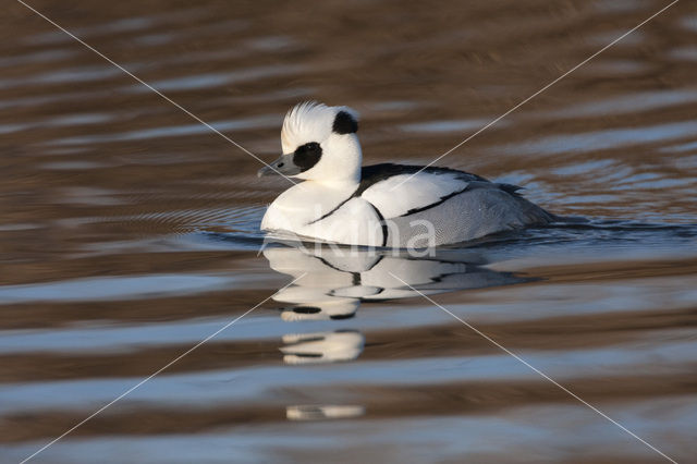 Nonnetje (Mergellus albellus)