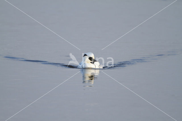 Smew (Mergellus albellus)