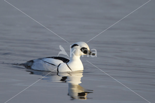 Nonnetje (Mergellus albellus)