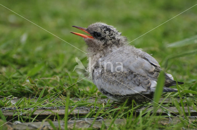 Arctic Tern (Sterna paradisaea)