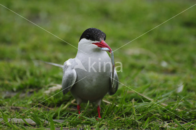 Arctic Tern (Sterna paradisaea)