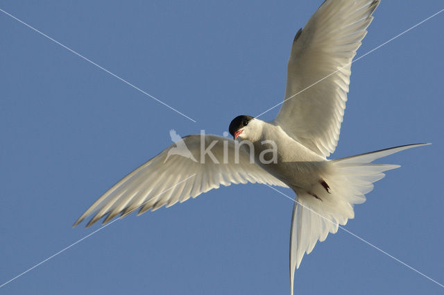 Arctic Tern (Sterna paradisaea)