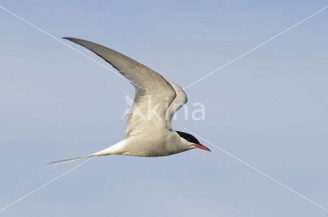 Arctic Tern (Sterna paradisaea)