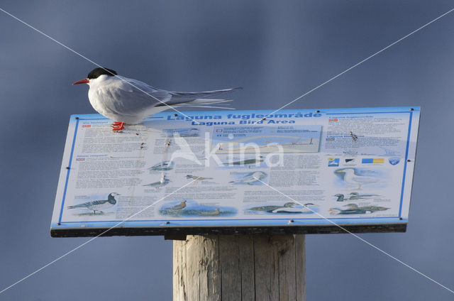 Arctic Tern (Sterna paradisaea)