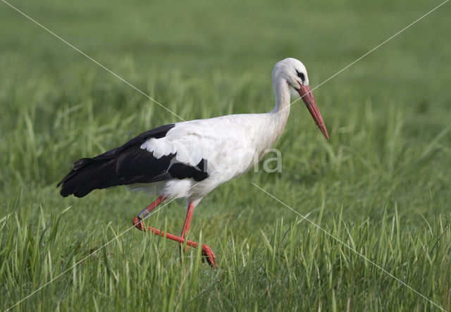 White Stork (Ciconia ciconia)