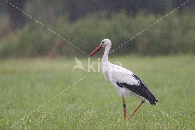 White Stork (Ciconia ciconia)