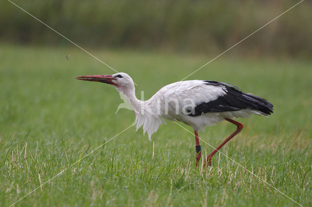 White Stork (Ciconia ciconia)