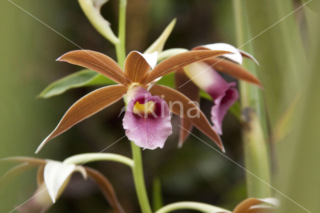 Orchidee spec.