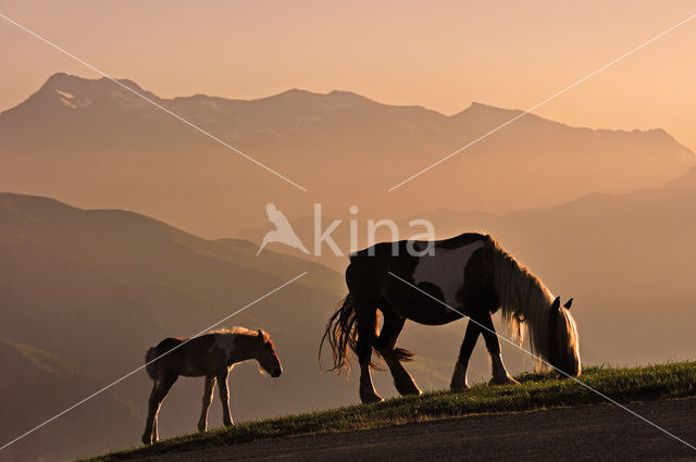 Paard (Equus spp)