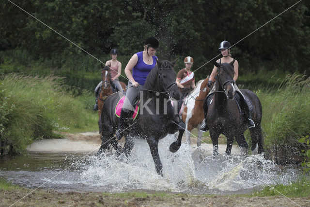 Paard (Equus spp)